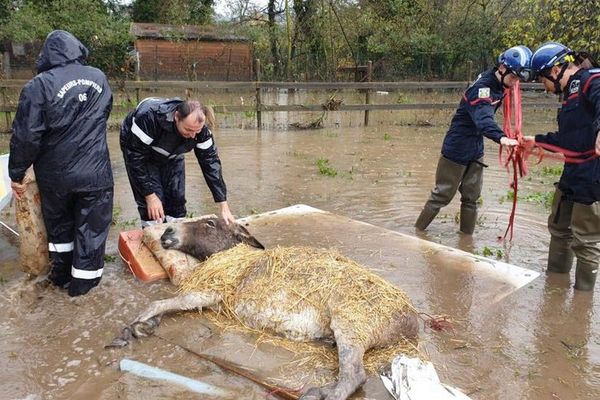 Laurette et Pâquerette, deux ânes fatigués par la montée des eaux à la Roquette sur Siagne sauvés par le SDIS 06.