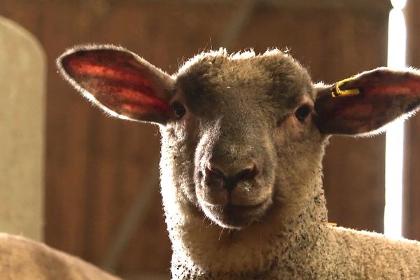 Quinze agneaux volés dans un élevage de Persac dans la Vienne