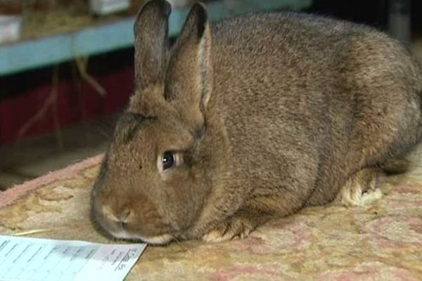 Cette lapine a toutes les chances de se retrouver sur la plus haute marche du podium du championnat de France des lapins et des lapines. Une graine de champion venue du Macônnais.