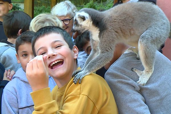 Des enfants scolarisés dans les Pyrénées-Atlantiques ont passé une journée à chouchouter les animaux du zoo d'Asson.