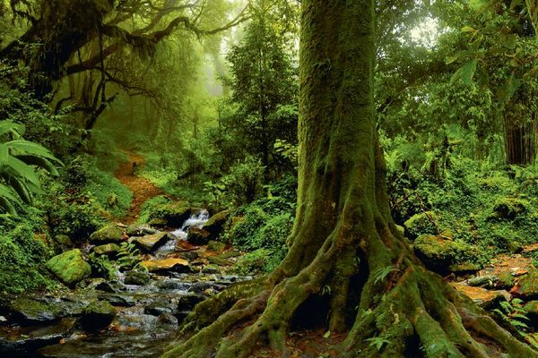 Extrait du livre "Auprès de nos arbres", d'Edith Montelle et Benjamin Stassen.