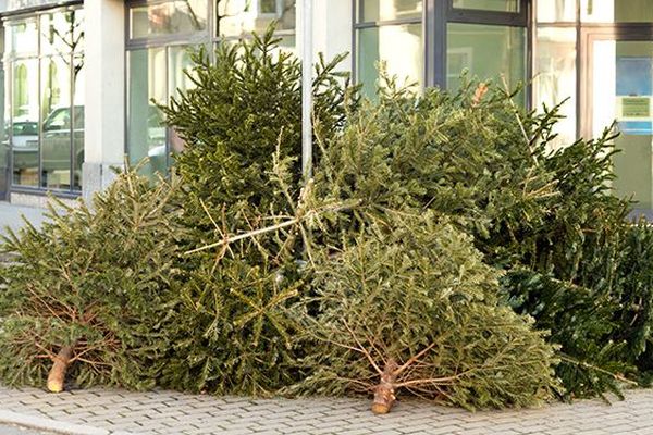 Chaque année, les sapins de Noël sont récoltés et recyclés