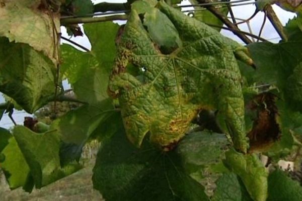 La flavescence dorée est une maladie mortelle pour la vigne. Elle est véhiculée par un insecte, la cicadelle 