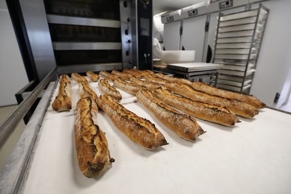 Des baguettes tradition à la sortie du four