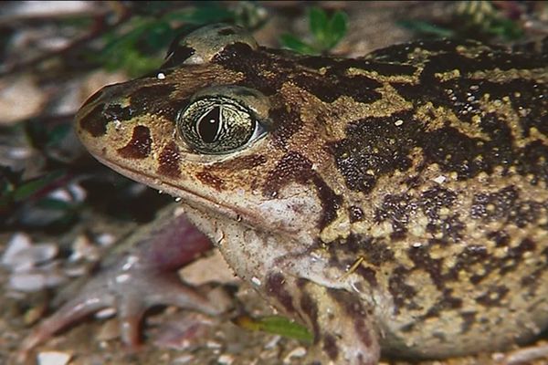 Ce crapaud très rare et en voie de disparation est source de discorde. 