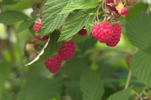 La récolte de framboises a démarré fin mai et terminera fin juillet, soit une dizaine de jours plus tard que d'habitude.