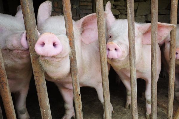 Peste porcine africaine dans le Bade-Wurtemberg