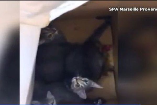 Les trois chatons étaient attachés entre eux dans ce carton.