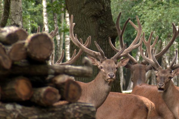 L'espace Rambouillet dans les Yvelines dispose de 200 hectares clôturés où vivent des cerfs, des biches ou encore des chevreuils.