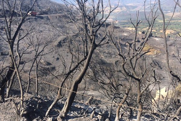 Près de 500 hectares de végétation ont été calcinés par le feu qui s'est déclaré à Barbaggio dans la nuit du 23 au 24 août.