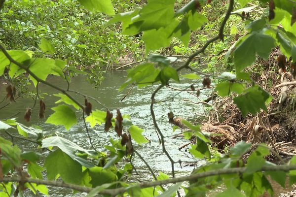 La Nivelle, principale rivière du Pays basque, est à un niveau très bas pour un mois de juin, "trente centimètres en dessus du niveau habituel".