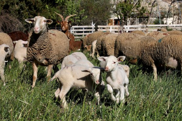 Des brebis et leur petits, photo d'illustration.