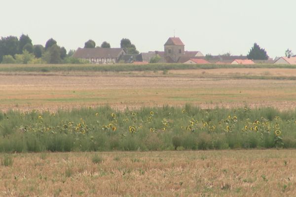 Au mois d'août, dans la Marne. (archives)