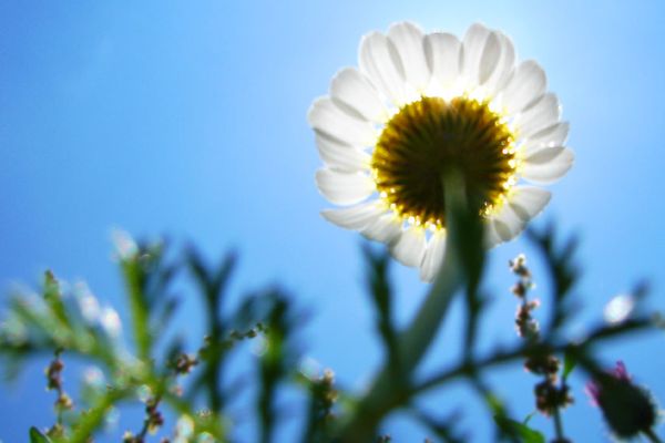 In the Shadow of a Flower