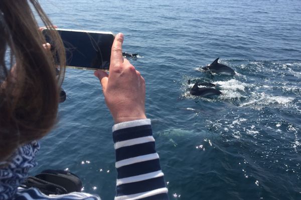 Les curieux ont pu observer un groupe d'une centaine de dauphins communs, ce vendredi.