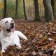 Labrador dans la forêt de Meudon - Hauts-de-Seine (92), Île-de-France