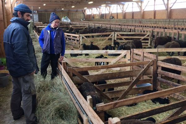 L'éleveur a rentré son troupeau à l'étable prématurément pour le protéger. Il s'inquiète déjà pour le printemps prochain quand il ressortira ses moutons.a