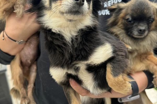 54 chiens, 6 chats, des tortues et un oiseau  ont été saisis à Elne près de Perpignan dans les Pyrénées-Orientales. Ils étaient détenus dans des conditions d'hygiènes épouvantables, ils ont été répartis dans plusieurs associations de défense des animaux.