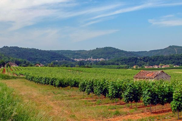 Le vignoble cadurcien durement touché par la crise du Covid