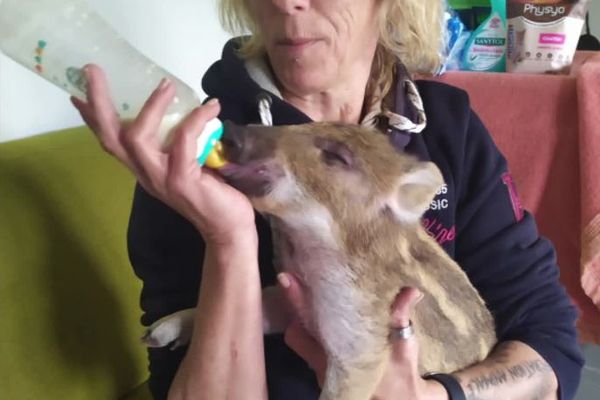 Comme à un bébé, Véronique Consolo donne le biberon au marcassin dans son salon.