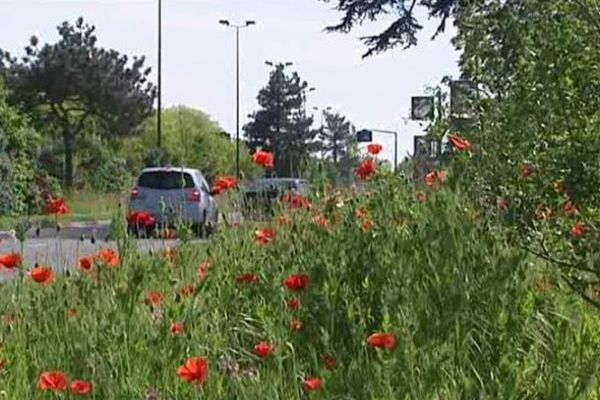 Les prairies urbaines toulousaines donnent un air de campagne à la quatrième ville de France