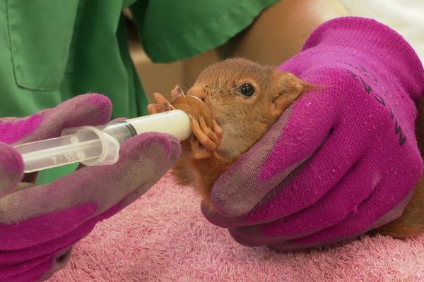 Le Centre de Sauvegarde pour la Faune Sauvage en détresse géré par la LPO dans l'Hérault cherche des bénévoles pour au moins 3 semaines en juillet et en août. 