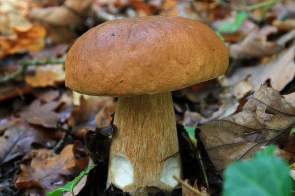 Le cèpe, le champignon que tout le monde recherche.