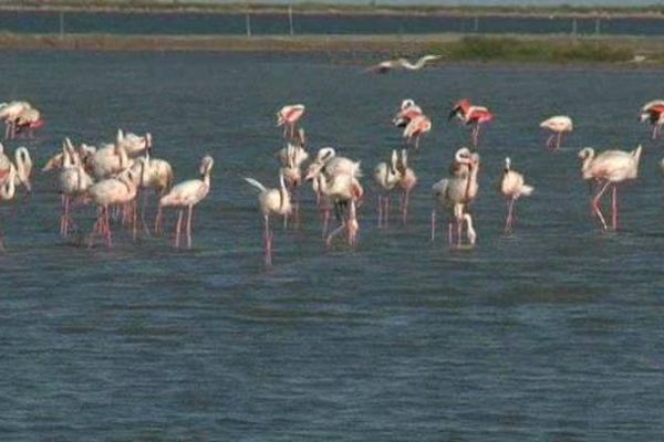 Camargue : une zone humide 