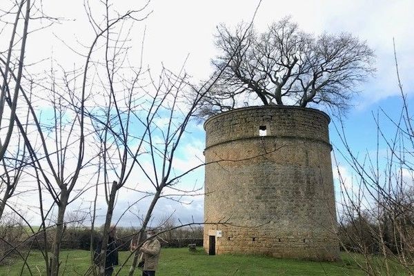 Le chêne du pigeonnier de Pouzay à Béceleuf