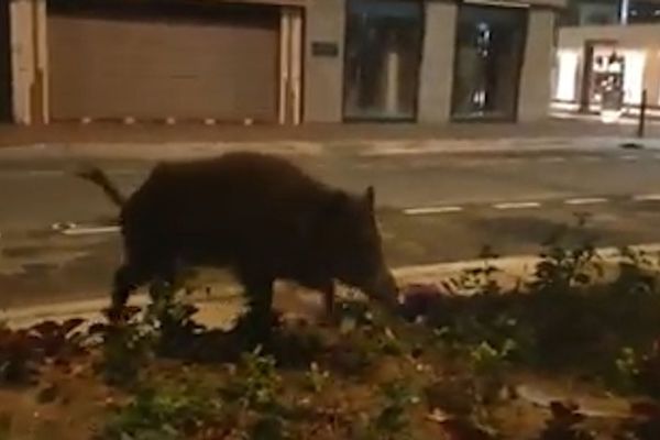 Le sanglier en goguette sur la Croisette. Il n'a pas cédé aux sirènes des boutiques de luxe mais a préféré les parterres de fleurs...