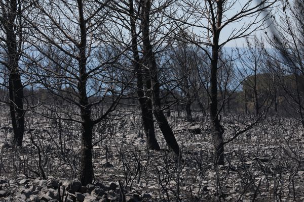 Un paysage calciné après l'incendie de Martigues