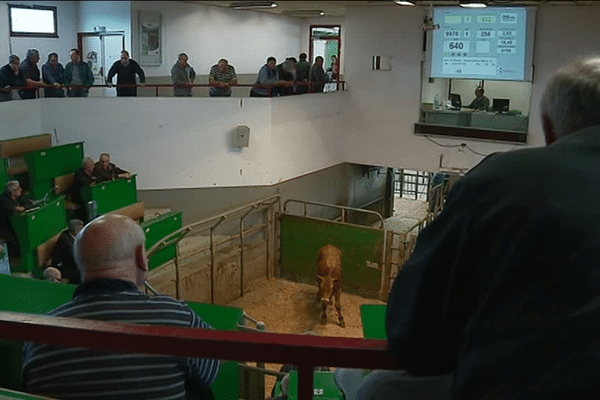 Les agriculteurs lors du marché aux bestiaux de Ploërmel.