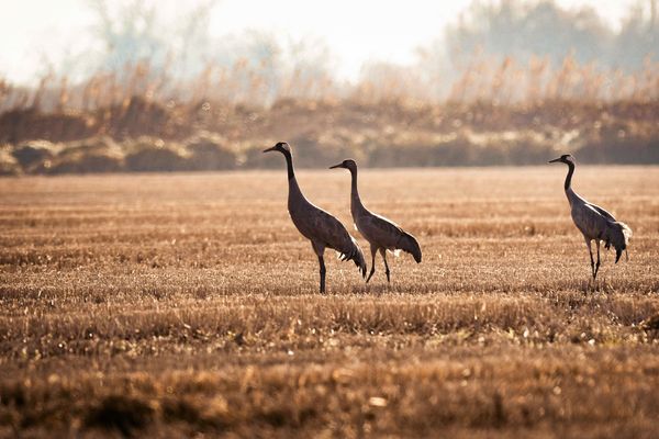 Les grues cendrées sont reconnaissables à leur plumage majoritairement gris. Elles volent en V et poussent des cris bruyant.