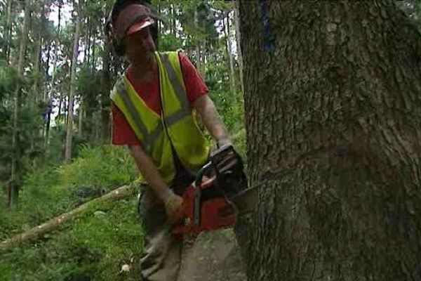 Bûcheron en forêt, un métier pénible