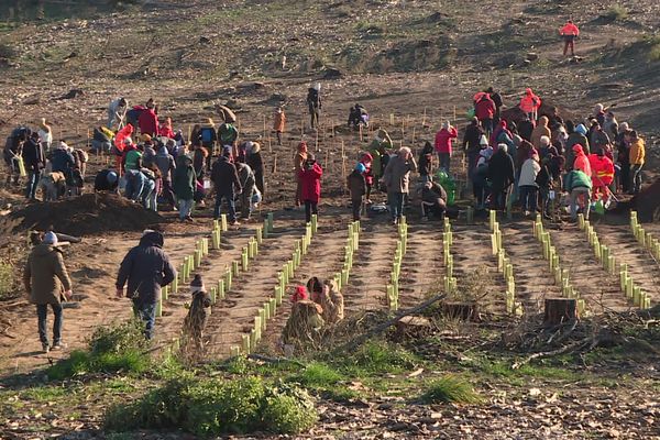 Les habitants de Barbentane se mobilisent pour replanter 250 arbres dans le massif de la Montagnette.