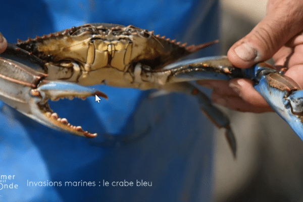 Surnommé Terminator des mers ou crabe Daech, le crabe bleu a envahit les étangs en Corse, une véritable menace pour la biodiversité marine et pour l'activité des pêcheurs.