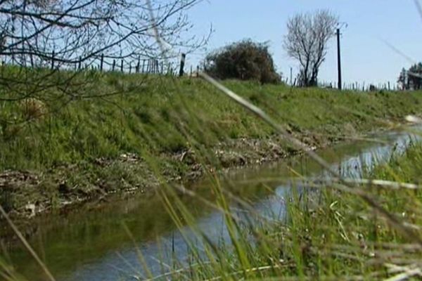 Dans le Tongue, affluent de l'Hérault, le sandre se fait rare.