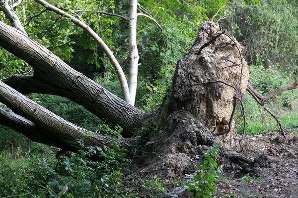 Les autorités recommandent de ne pas se promener en forêt en cas de tempête, en raison des risques de chutes de branches ou d'arbres