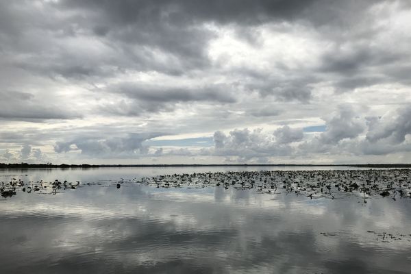 Lac de Grand-Lieu 