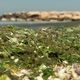 Algues vertes sur la plage du Jaï à Chateauneuf-les-Martigues.