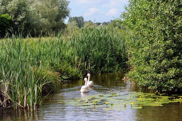 La réserve naturelle des étangs du Romelaëre, au coeur du marais audomarois, en avril 2013. 