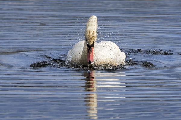 Un cygne a été retrouvé mort, victime de la grippe aviaire, dans la commune de Clairmarais (62).