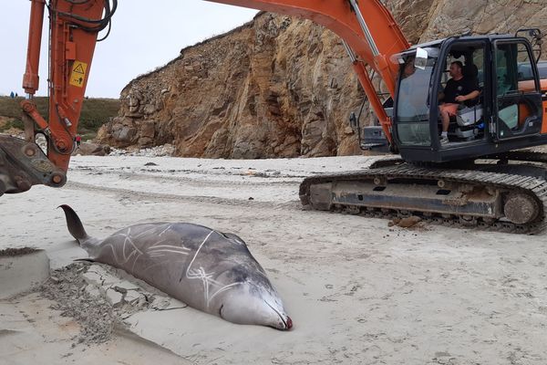 la baleine échouée à Plouarzel le 22 juillet 2023