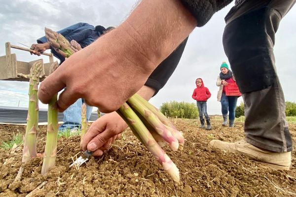 Dans la Vienne, les producteurs d'asperges sont à la recherche de main d'oeuvre pour la récolte.