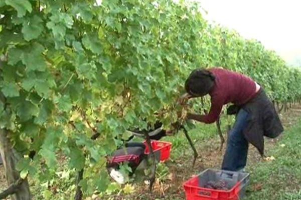 Les vendanges ont débuté en Corrèze avec deux semaines de retard.