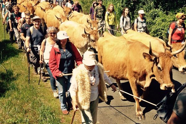 La transhumance solidaire en Charente-Maritime.