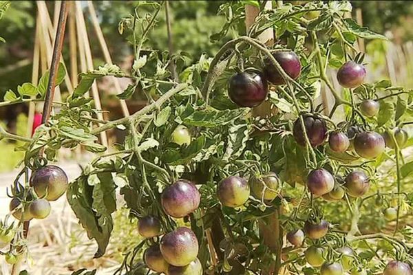 Tomates "Noire Russe"