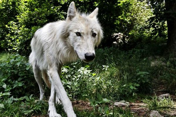 Loup dans le parc du Gevaudan