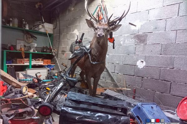 Non, ce n'est pas un animal empaillé, mais bel et bien un cerf vivant qui s'est retrouvé dans ce garage d'un particulier après une chute de 4 mètres qui lui a fait traverser la toiture