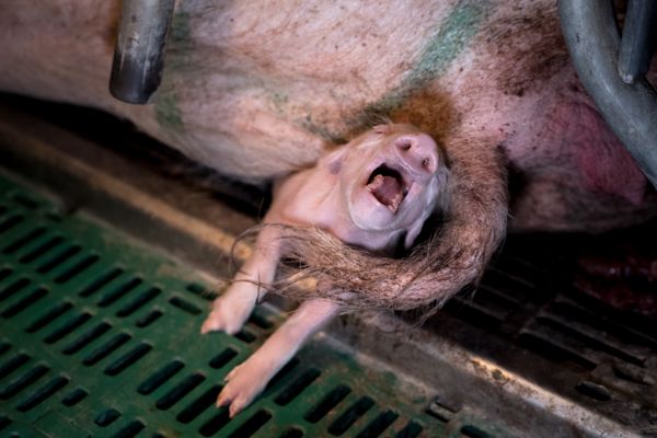 Un porcelet écrasé par sa mère dans un élevage des Côtes d'Armor